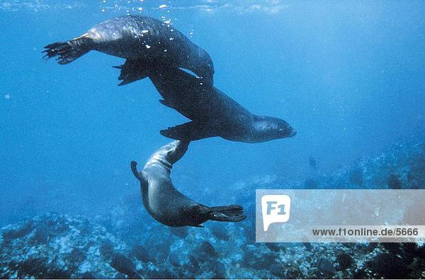 Two Galapagos Sea-lions (Zalophus californianus wollebaekii) swimming underwater  Galapagos Islands  Ecuador