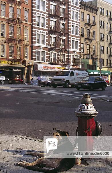 Hunde sitting in der Nähe von Wasser Hydranten  East Village  Manhattan  New York City  New York State  USA