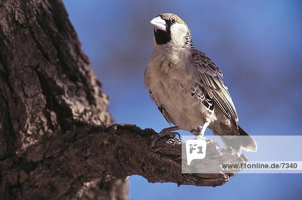 Nahaufnahme der Siedelweber (Philetairus Socius) hocken Vogel Zweig  Etosha National Park  Namibia