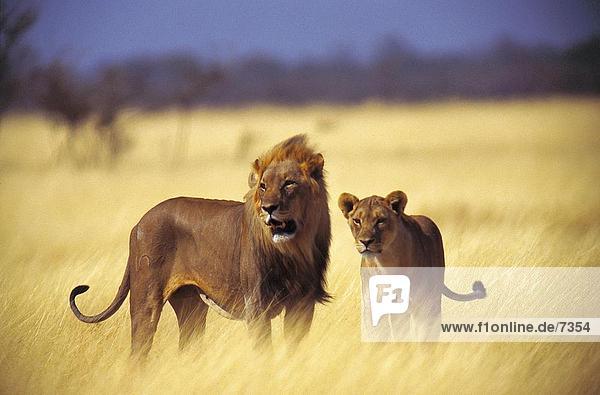 Der Löwe und im Wald  Etosha National Park  Namibia Löwin (Panthera Leo) stehenden Nahaufnahme