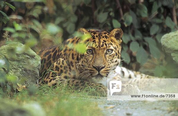 Amur Leopard (Panthera Pardus Orientalis) im Wald