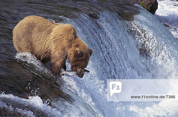 Grizzlybear (Ursus Arctos) mit Fisch im Mund  Katmai-Nationalpark in Alaska
