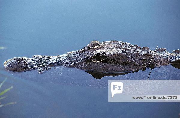 Amerikanische Alligator (Alligator Mississippiensis) in Wasser  Everglades National Park  USA