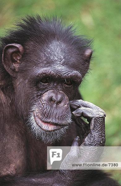 Nahaufnahme der Schimpansen (Pan Troglodytes)