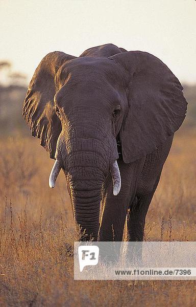 Männlich afrikanischen Elefanten (Loxodonta Africana) walking im Wald  Kruger-Nationalpark  Südafrika