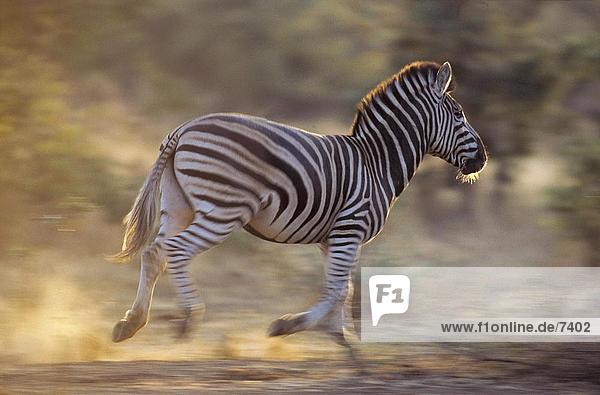 Burchell Zebra (Equus Quagga selloana) unter in Gesamtstruktur  Kruger-Nationalpark  Südafrika