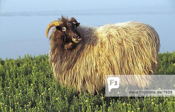 Moorlandschaft Schafe (Ovis Aries) stehen im Feld  Deutschland