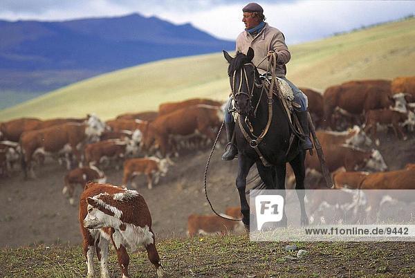 Gaucho herding cows  Patagonia  Chile