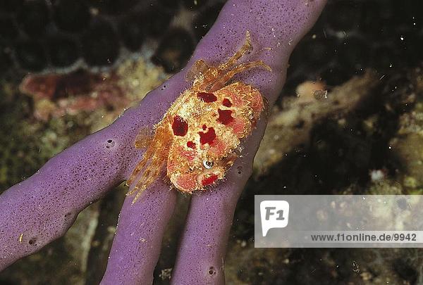 Close-up of crab on sponge  Philippines  Asia