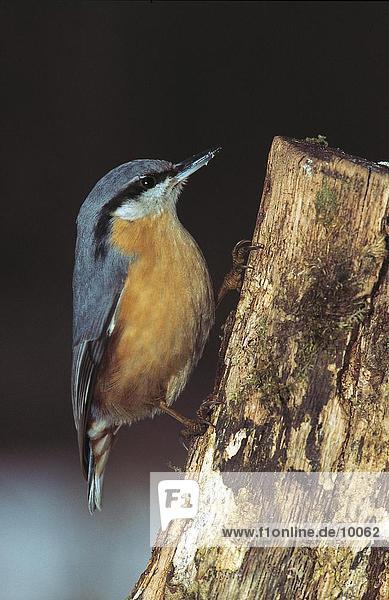 Nahaufnahme der Kleiber (Sitta Europaea) Vogel hocken auf Tree Stump  Vorwald  Nationalpark Bayerischer Wald  Bayern  Deutschland