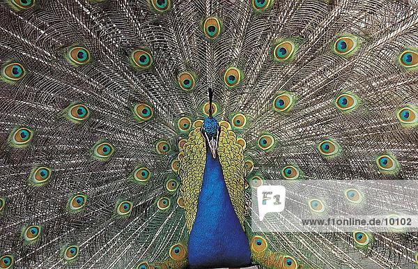 Nahaufnahme-Anzeigen Schwanzfedern peacock