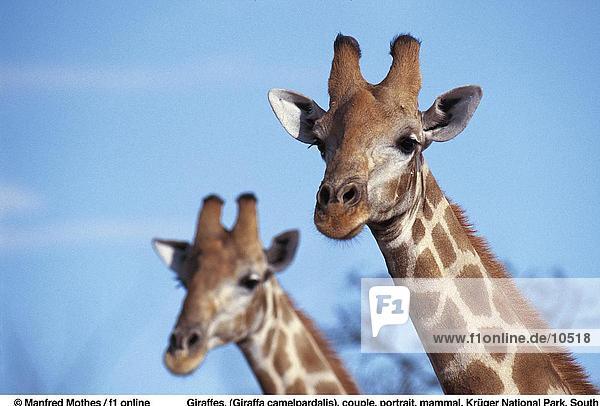 Zwei Giraffen (Giraffa Camelpardalis) Hals  Kruger-Nationalpark  Südafrika