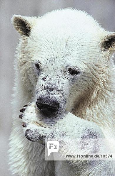 Nahaufnahme der Eisbär (Ursus Maritimus) lecken es ist Paw im zoo