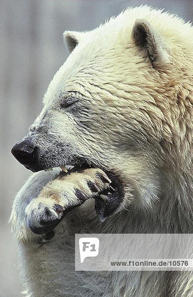 Nahaufnahme der Eisbär (Ursus Maritimus) beißen in seiner Pfote