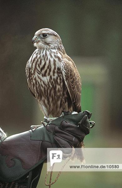 Falcon auf falconer's gloove