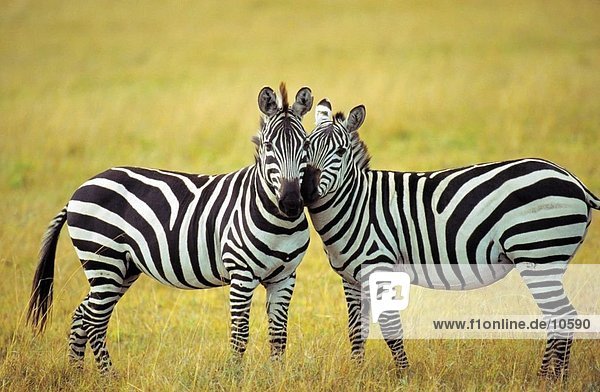 Zwei Grevy Zebras (Equus Grevyi) im Feld  Samburu National Park  Kenia