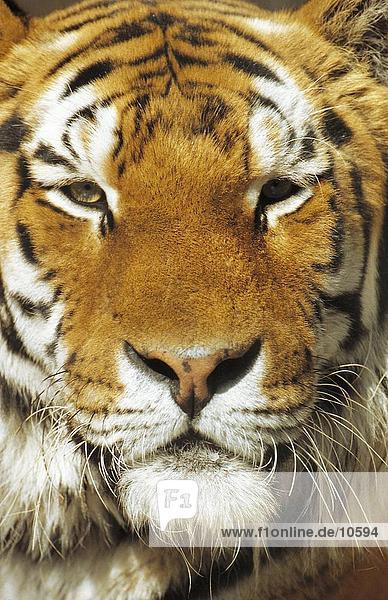Nahaufnahme-Tiger (Panthera Tigris)