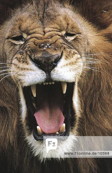 Nahaufnahme brüllenden Löwen (Panthera Leo)