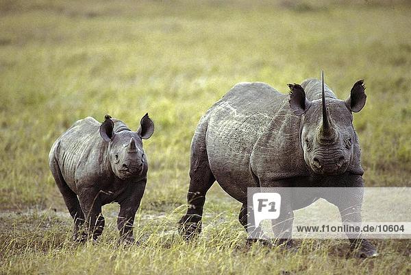 Weibliche White Rhinoceros (Ceratotherium Simum) gehen mit ihrer Kalb in Feld