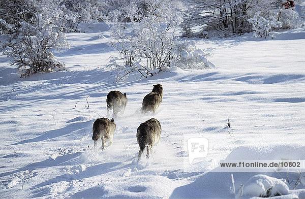 Four Gray wolves (Canis lupus) walking in field  Abruzzo National Park  Italy