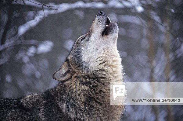 Gray wolf (Canis lupus) howling in forest  Merzig  Germany