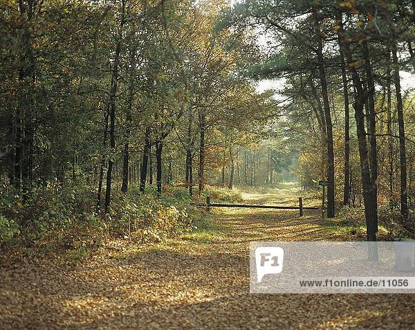 Nebligen Weg durch ein Herbst Wald  Hoenderloo  Niederlande