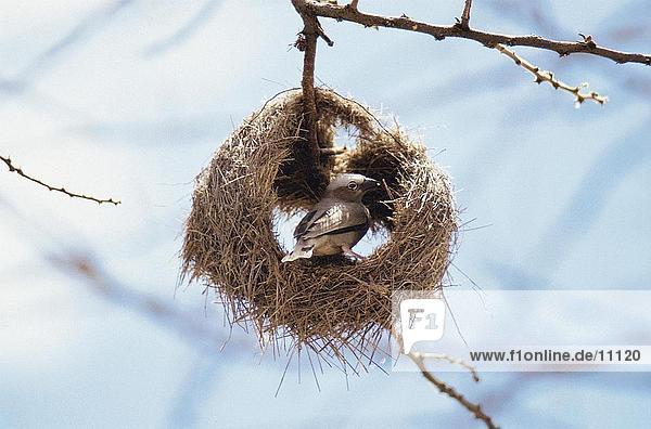 Weaver bird building it's nest  Kenya