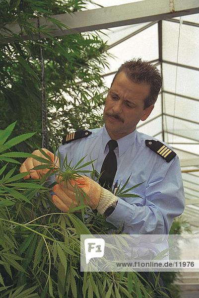 Policeman confiscating marijuana plants  Netherlands