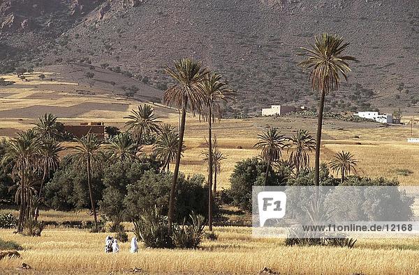 Three people walking through a palm grove  Morocco