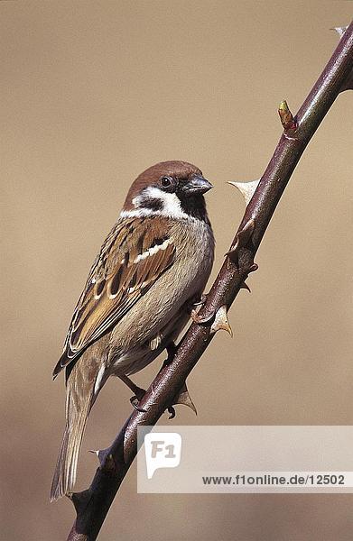 Nahaufnahme der Baum Sparrow (Passer Montanus) hocken auf Glasfuß  Nationalpark Bayerischer Wald  Bayern  Deutschland