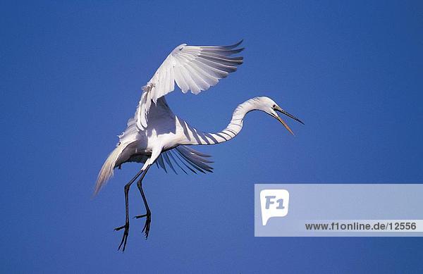 Große Egret (Ardea Alba) Vogels ist im Flug  Everglades National Park  Florida  USA
