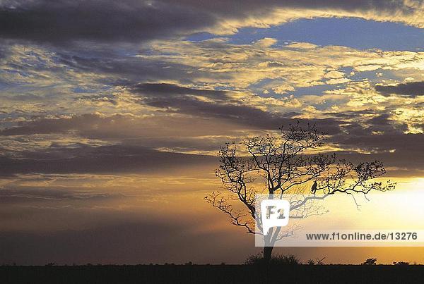 Silhouette of a tree with sunset in the background  Krueger National park  South Africa