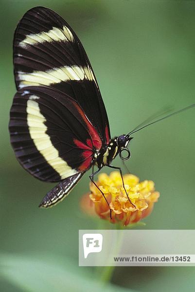 Close-up of butterfly pollinating flower  Central America