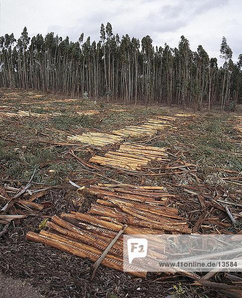 Haufen von Eukalyptusbäumen protokolliert in einer Gesamtstruktur  Spanien