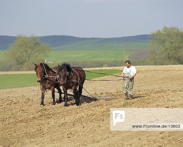 Farmer harrowing with horse harrow  Hungary  Europe