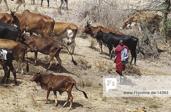 Man herding cows in field  Kenya