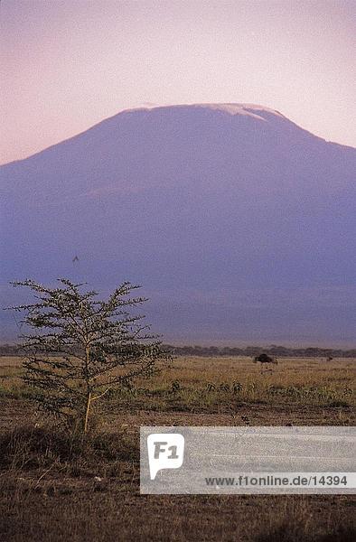 Mountain in morning  Mount Kilimanjaro  Amboseli National Park  Kenya