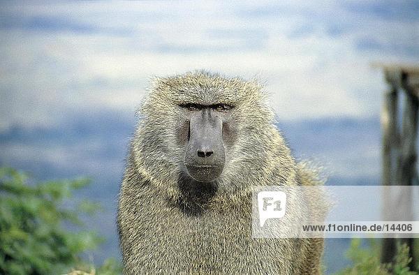 Close-up of male Yellow Baboon (Papio cynocephalus) monkey  Kenya