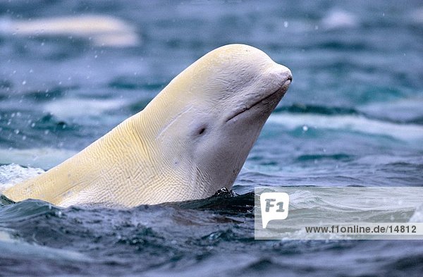Beluga-Wal (Delphinapterus Leucas) heben Kopf aus Wasser  Kanada