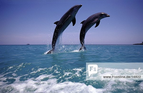 Zwei Flasche – Nosed Delphine (Tursiops Truncatus) springen von Meer  Roatan  Bay Islands  Honduras