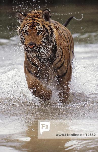 Bengalischer Tiger (Panthera Tigris) laufen im Flachwasser  Indien