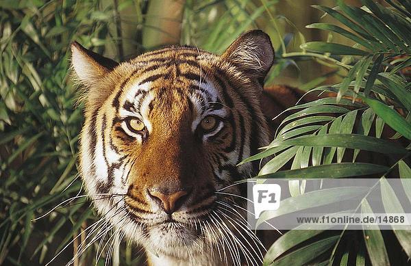 Nahaufnahme der Tiger (Panthera Tigris) hinter Bambuspflanzen peering