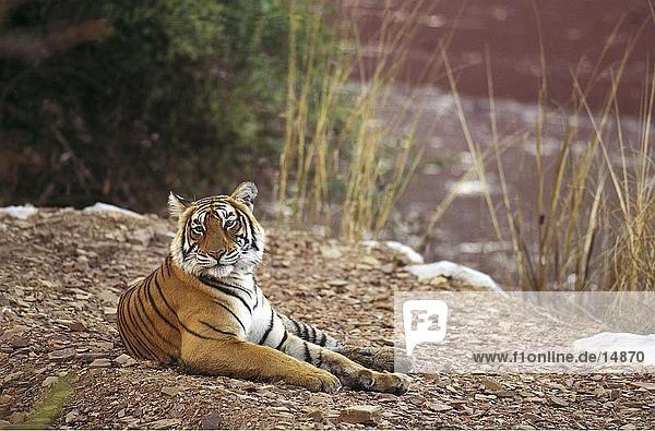 Tiger (Panthera Tigris) am Ufer des kleinen See  Ranthambore Nationalpark  Rajasthan  Indien