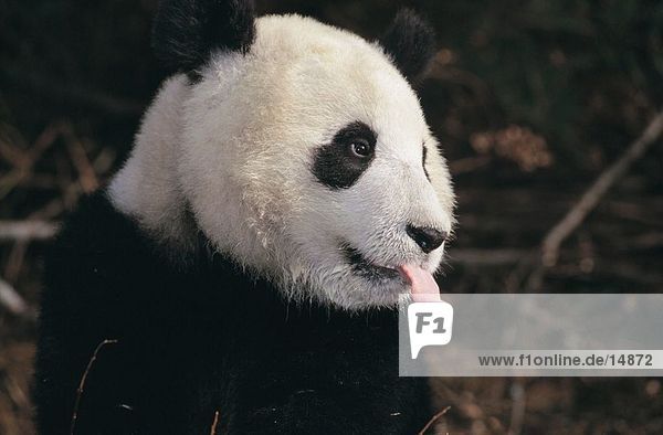 Nahaufnahme-großer Panda (Ailuropoda Melanoleuca) Festhalten seiner Zunge heraus  Wolong National Nature Reserve  Provinz Sichuan  China
