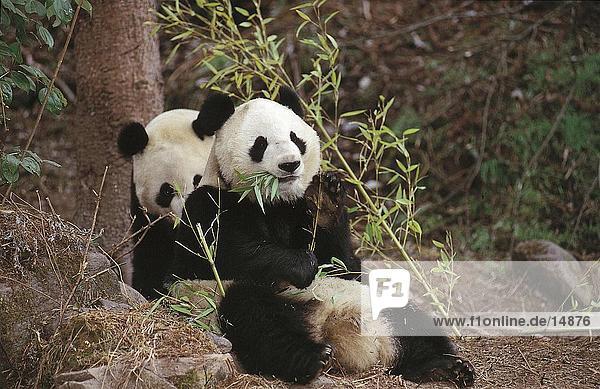 Zwei großer Panda (Ailuropoda Melanoleuca) im Wald  Wolong National Nature Reserve  Provinz Sichuan  China