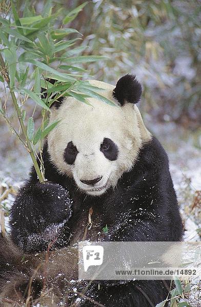 Nahaufnahme-großer Panda (Ailuropoda Melanoleuca) sitzen im Wald  Wolong National Nature Reserve  Provinz Sichuan  China