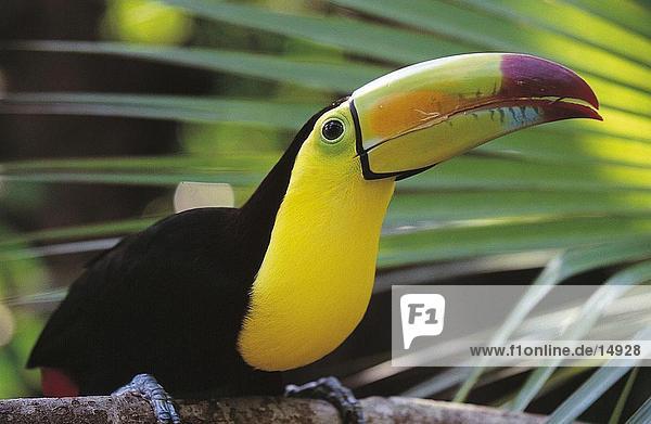 Nahaufnahme der Kiel-billed Toucan (Ramphastos Sulfuratus) hocken auf Zweig  Belize