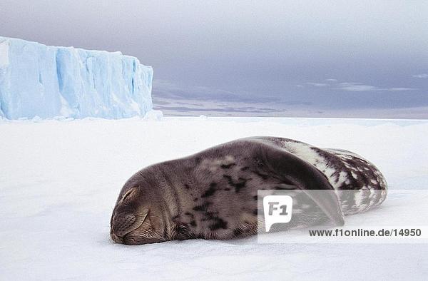 Weddell Siegel (Leptonychotes Weddellii) schlafen auf Eisscholle  Antarktis