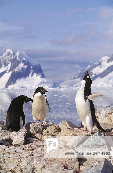 Adelie Penguins (Pygoscelis eschbach) auf den Felsen  Petermanns Insel  der Antarktischen Halbinsel  Antarktis