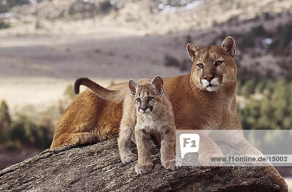 Männlich Puma (Puma Concolor) mit seiner Cub auf Rock  Montana  USA